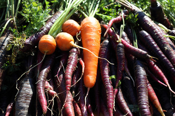 Carrots and unusual violet carrots harvest