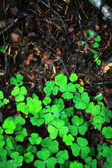 Background from plant clover four leaf. Irish traditional symbol. St.Patrick 's Day.