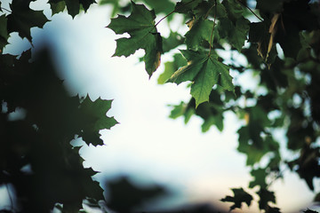 Bright spring greens at dawn in the forest. Nature comes to life in early spring.
