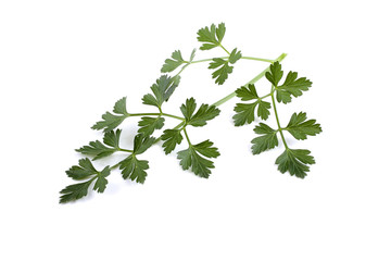 Parsley isolated on white