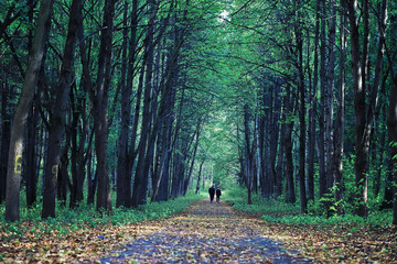Bright spring greens at dawn in the forest. Nature comes to life in early spring.