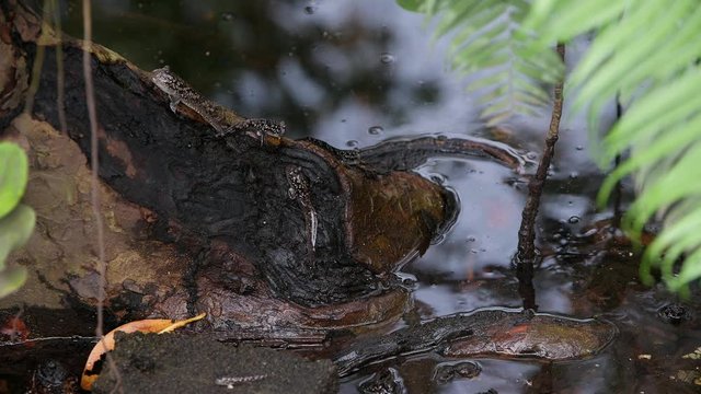 Mudskipper in mangrove forest. Mahe Island Seychelles.