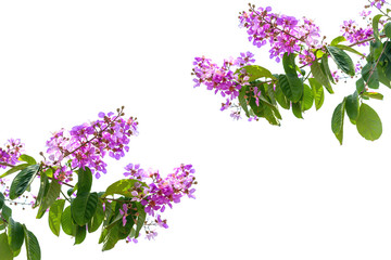 Colorful flowers, isolated on a white background