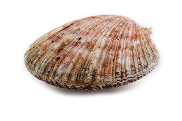 Scallop