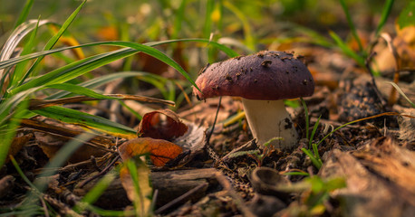 Lonely boletus in the forest.