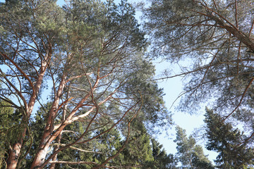 The tops of evergreen trees against the sky