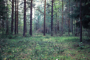Bright spring greens at dawn in the forest. Nature comes to life in early spring.