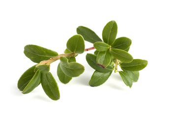 Cowberry leaves isolated on white