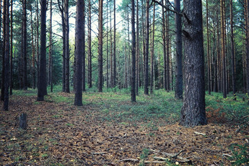 Bright spring greens at dawn in the forest. Nature comes to life in early spring.