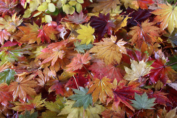 Autumn maple leaves background
