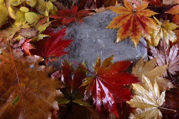 Autumn leaves in forest