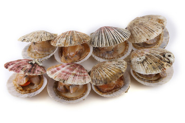 Opened scallops isolated on white