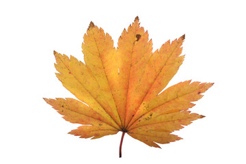 Autumn maple leaf