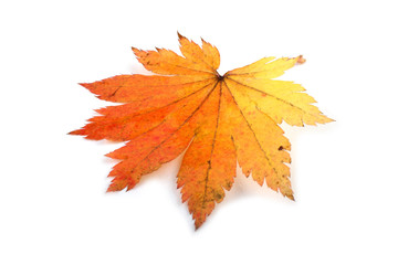 Autumn maple leaf