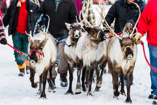 Herding Reindeer