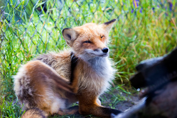Itchy Fox