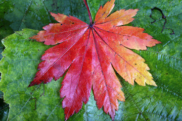 Autumn maple and grape leaves background