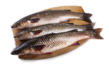 Pelengas (So-iny mullet)