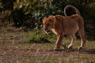 Fototapeta na wymiar A lion cub on the prowl on the Maasai Mara National Reserve in southwestern Kenya