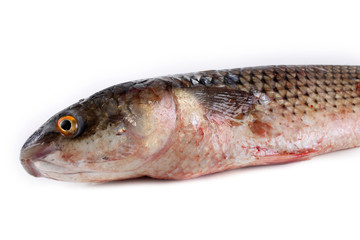 Pelengas (So-iny mullet)