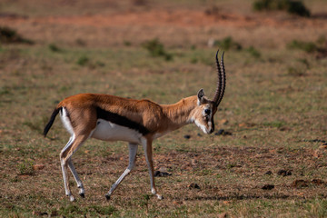Naklejka na ściany i meble A grazing gazelle on the Maasai Mara National Reserve in southwestern Kenya