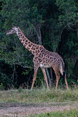 Naklejka na ściany i meble A large male giraffe grazing leaves from the tree topson the Maasai Mara National Reserve in southwestern Kenya
