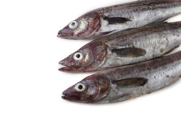 Obraz premium Alaska pollock