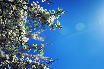 Bright spring greens at dawn in the forest. Nature comes to life in early spring.