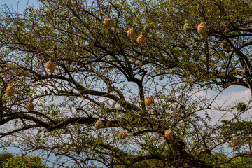 Nests created by the yellow weaverbird high in an acacia tree above a dirty pond in Kenya, Africa