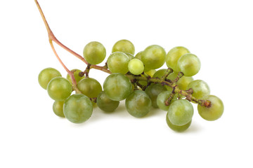 White wine grape