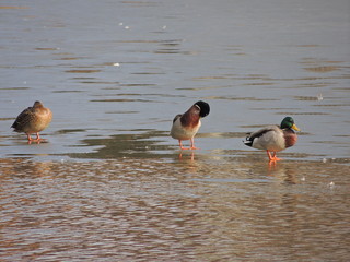 ducks in the water