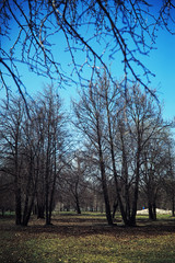 Bright spring greens at dawn in the forest. Nature comes to life in early spring.