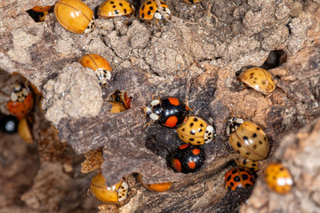 Lots of ladybugs on a wooden bench. Macro shot of swarming ladybugs