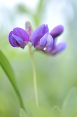 closeup of purple flower