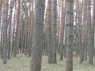 trees in the forest