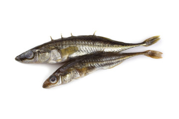 Stickleback fish isolated on white