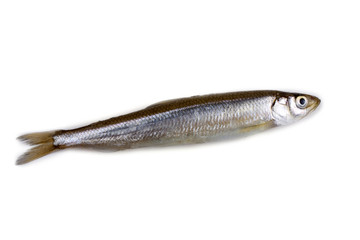 Smelt fish