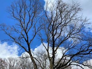  Close-up of an old oak tree in a park against a blue sky with white clouds.
