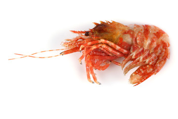 Shrimp isolated on white (northern Bering shrimp)
