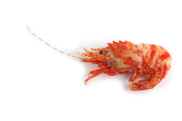 Shrimp isolated on white (northern Bering shrimp)