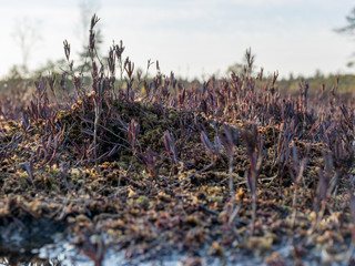 Still water with trees in the swamp land of Kemeri National Park in Latvia