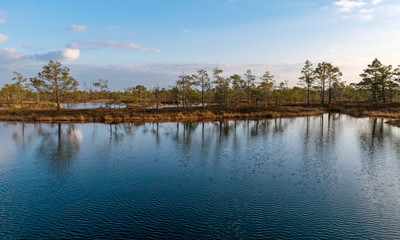 Still water with trees in the swamp land of Kemeri National Park in Latvia