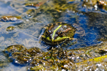 On a warm summer day. A frog rests in a pond in the water.