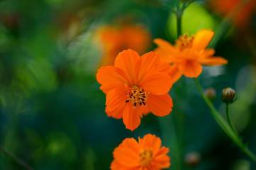 Beautiful orange flower. Summer day in the garden