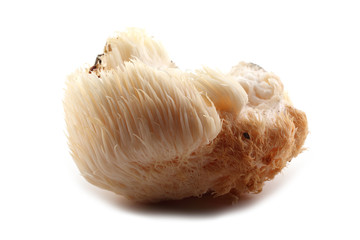 Hericium erinaceus mushroom (monkey head mushroom, bearded tooth fungus, bearded hedgehog mushroom, pom pom, lion's mane mushroom) © Alex Coan