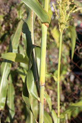 Growing sugar cane