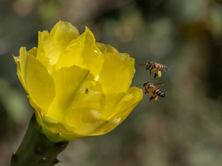 Honey bees were very interested into cactus flower. A good pollinaqtion strategy. Lake Baringo, Kenya.