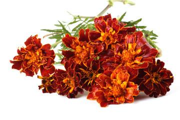 Marigolds isolated on white