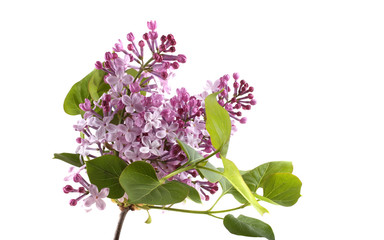 Lilac flowers isolated on white