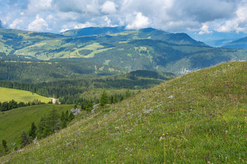 Fototapeta na wymiar Blooming meadow on a hill in an alp landscape